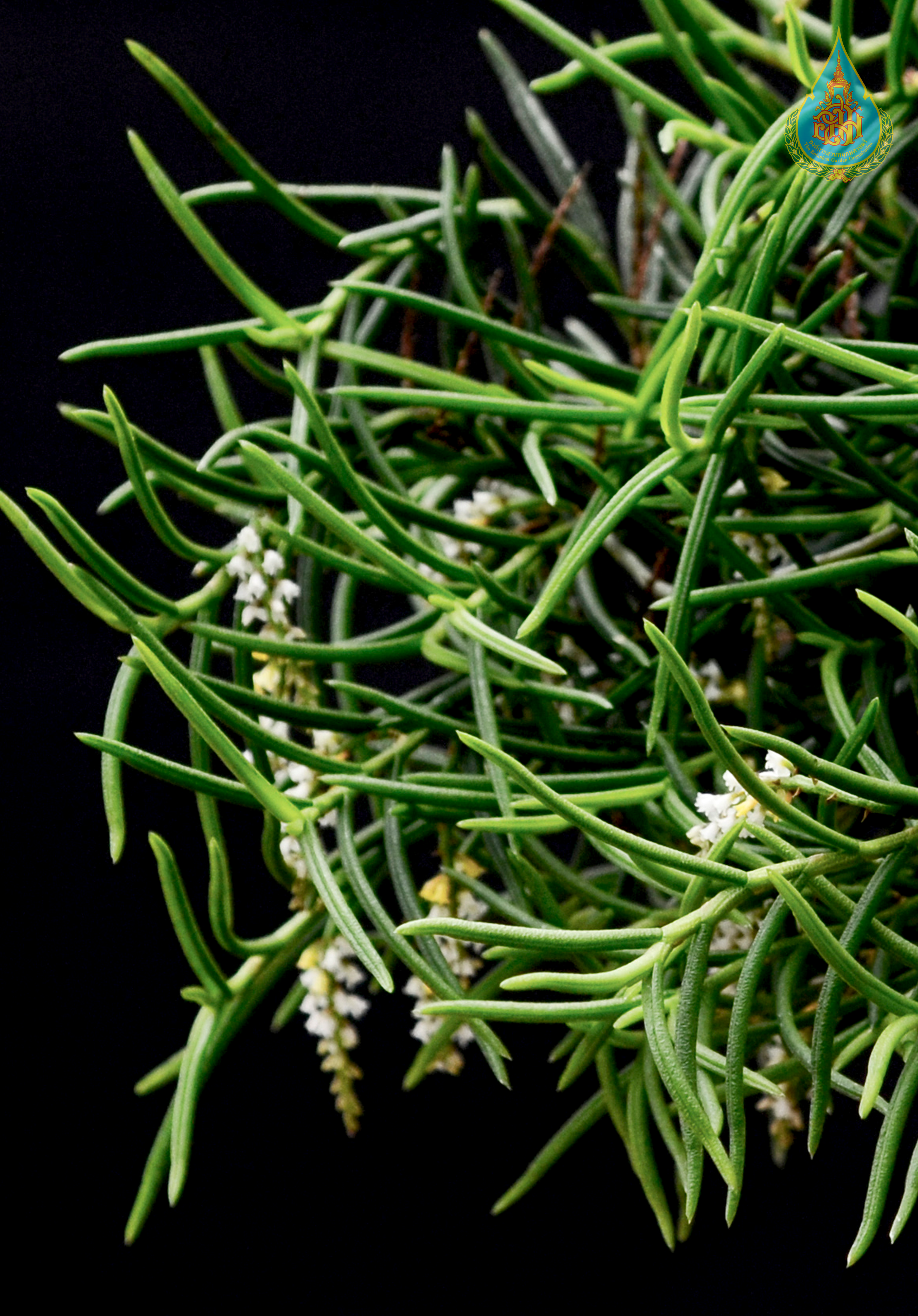 เอื้องละอองดาว Schoenorchis micrantha Reinw. ex Blume<br/>ORCHIDACEAE